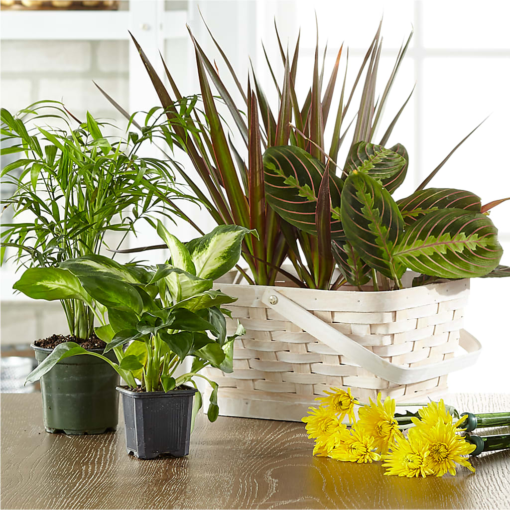 Florist Designed Blooming and Green Plants in a Basket – EUTAW ACCENT FLOWERS & GIFTS, Eutaw AL