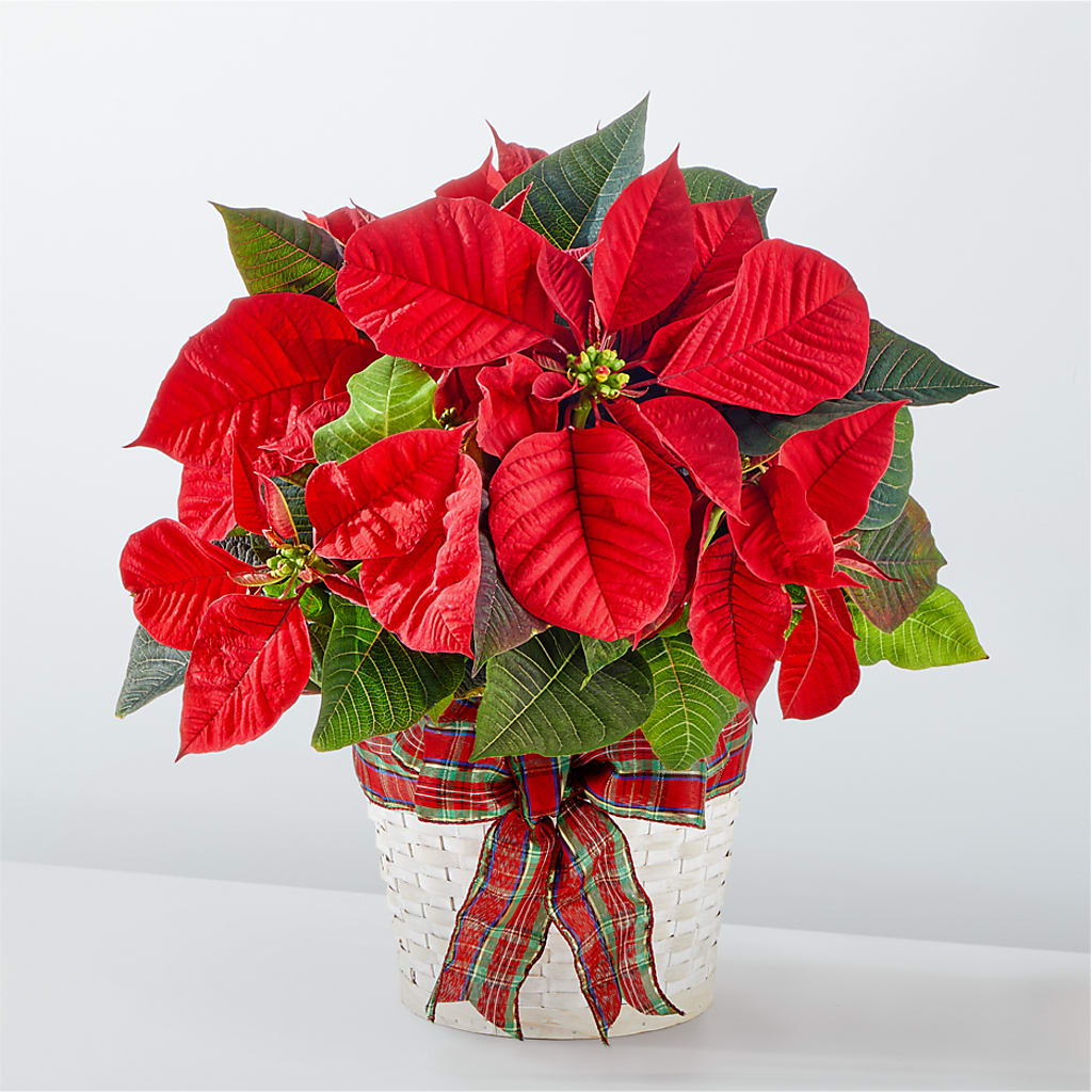 Happiest Holidays Poinsettia – EUTAW ACCENT FLOWERS & GIFTS, Eutaw AL