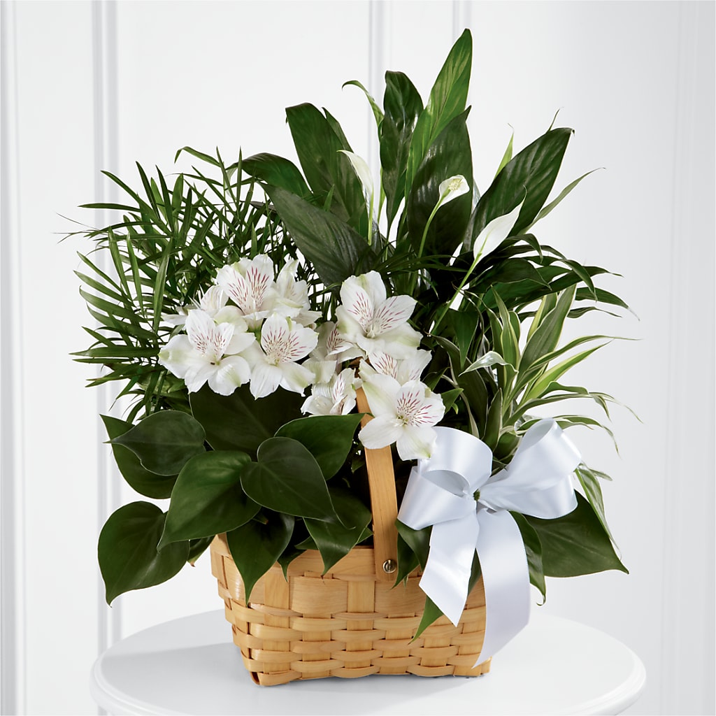 Peace & Serenity Dishgarden – EUTAW ACCENT FLOWERS & GIFTS, Eutaw AL