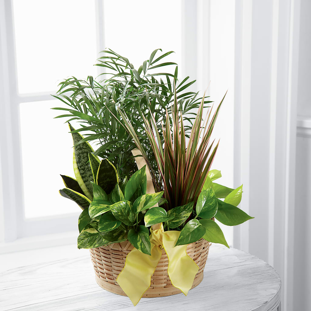 French Garden – EUTAW ACCENT FLOWERS & GIFTS, Eutaw AL
