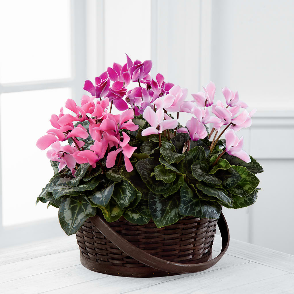 Mixed Cyclamen Planter – EUTAW ACCENT FLOWERS & GIFTS, Eutaw AL