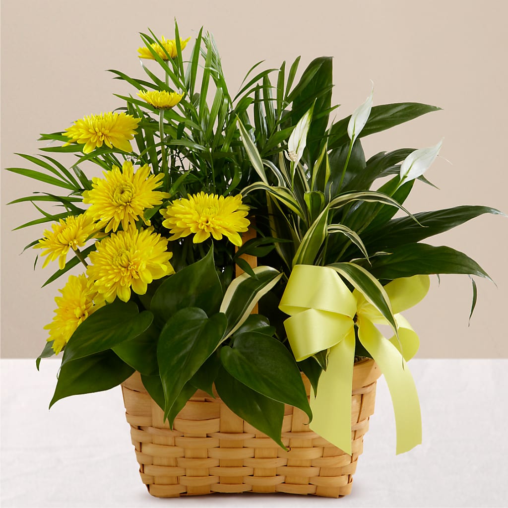 Loving Light Dishgarden – EUTAW ACCENT FLOWERS & GIFTS, Eutaw AL