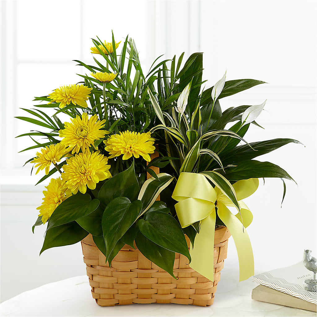 Loving Light Dishgarden – EUTAW ACCENT FLOWERS & GIFTS, Eutaw AL