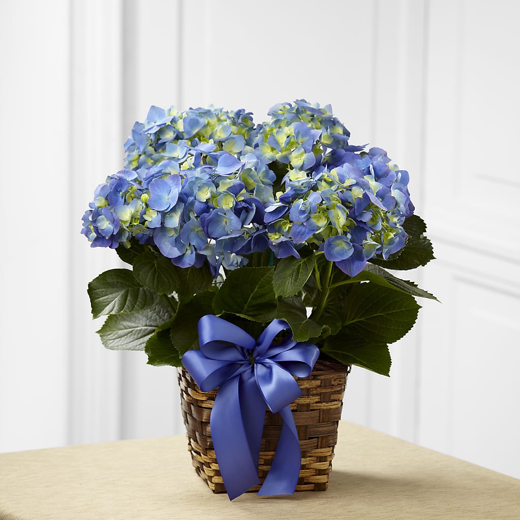 Blue Hydrangea Planter – EUTAW ACCENT FLOWERS & GIFTS, Eutaw AL
