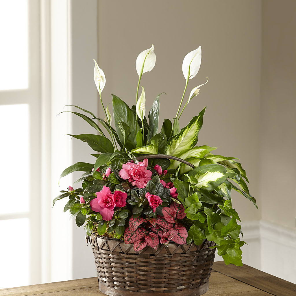 Dream in Pink Dishgarden – EUTAW ACCENT FLOWERS & GIFTS, Eutaw AL