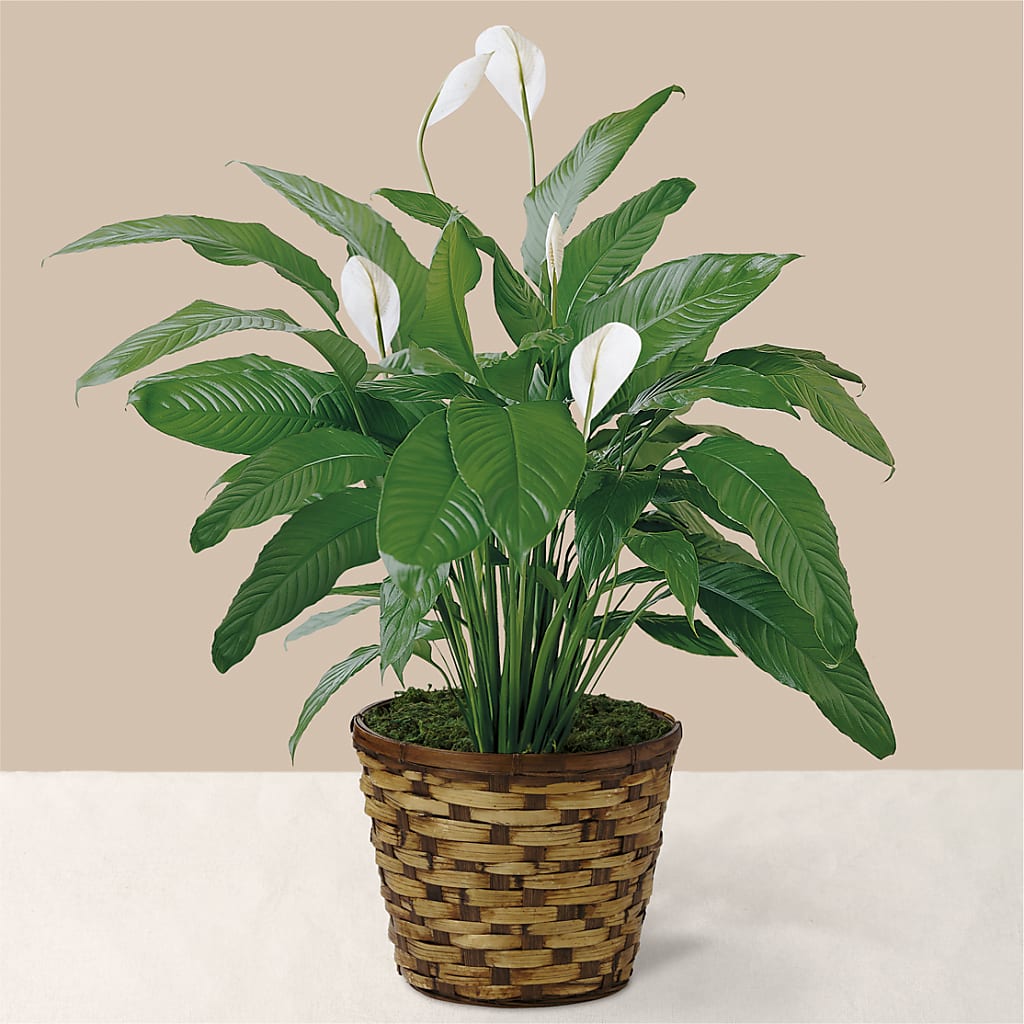 Tranquil Moments Peace Lily Plant – EUTAW ACCENT FLOWERS & GIFTS, Eutaw AL