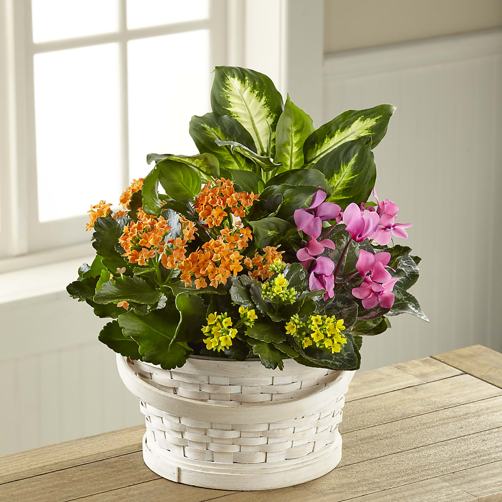 Color Crush Dishgarden – EUTAW ACCENT FLOWERS & GIFTS, Eutaw AL