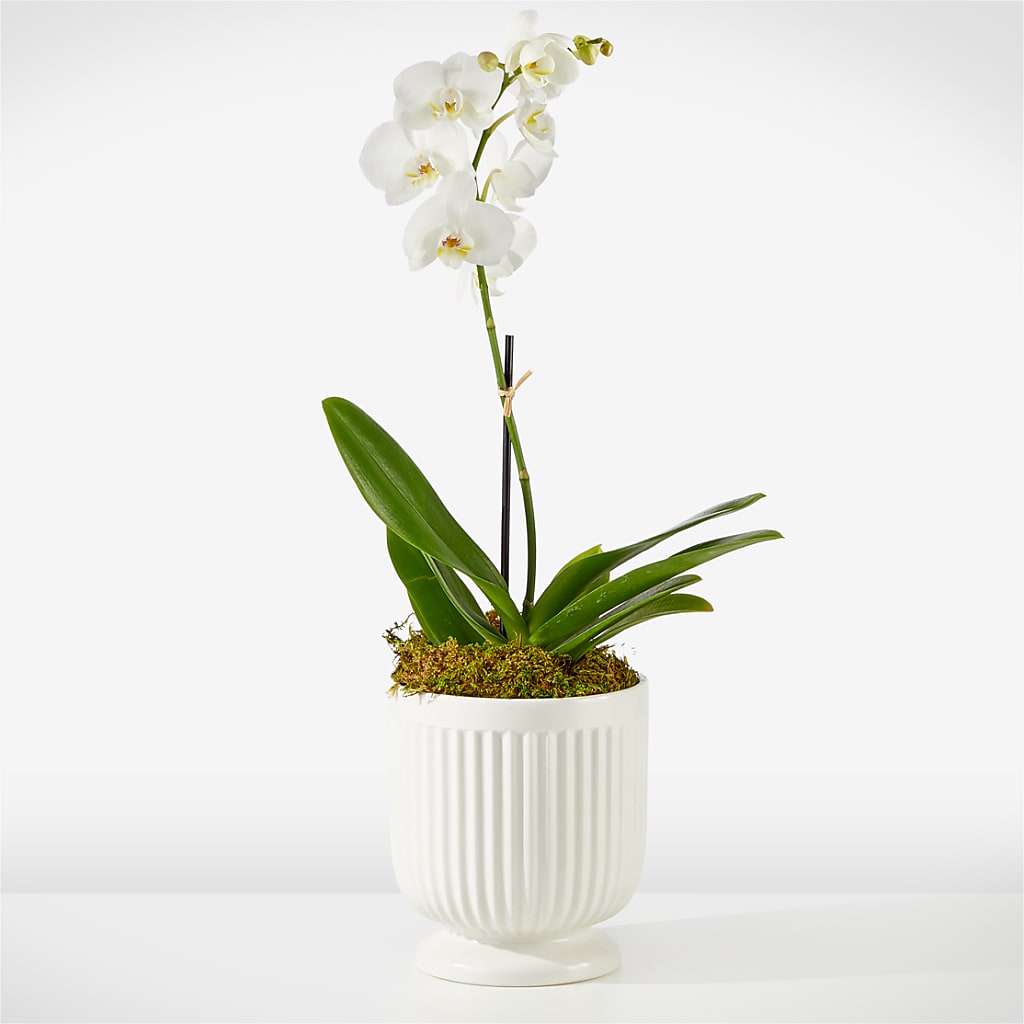 Whispering White Orchid – EUTAW ACCENT FLOWERS & GIFTS, Eutaw AL