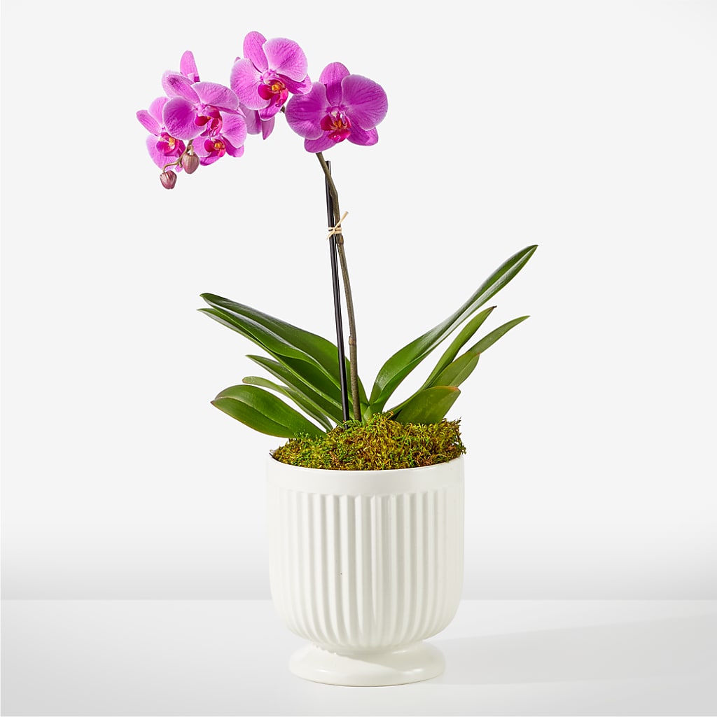 Friendly Fuchsia Orchid – EUTAW ACCENT FLOWERS & GIFTS, Eutaw AL
