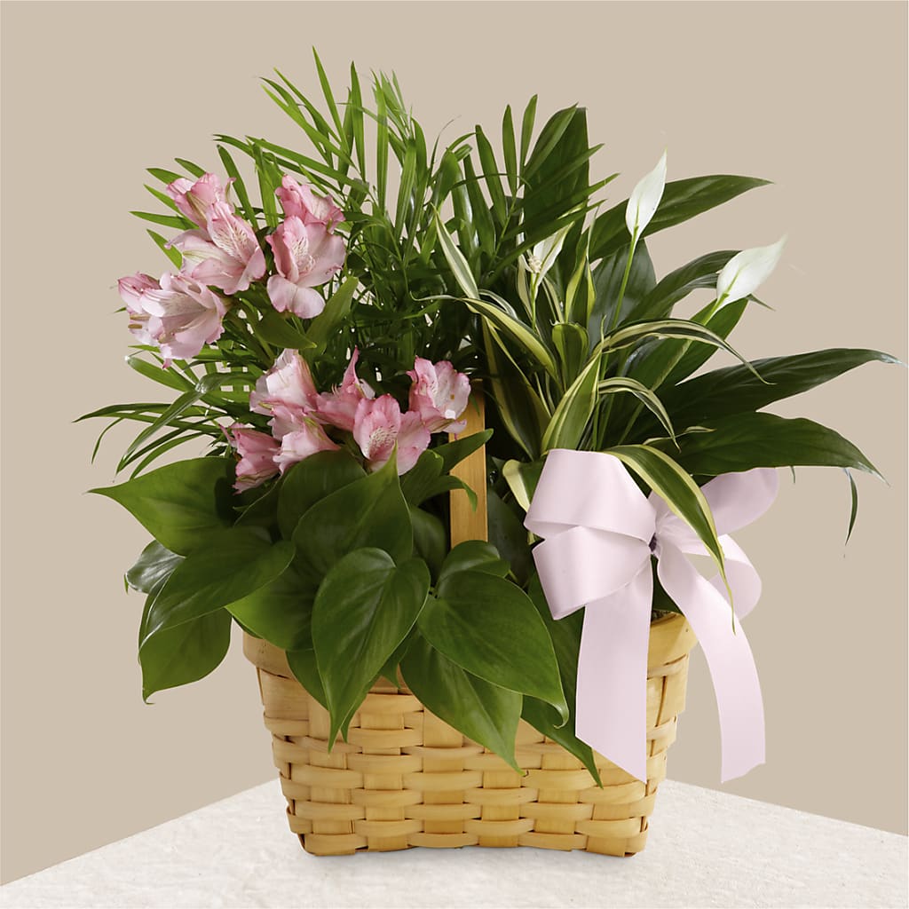 Living Spirit Dishgarden – EUTAW ACCENT FLOWERS & GIFTS, Eutaw AL