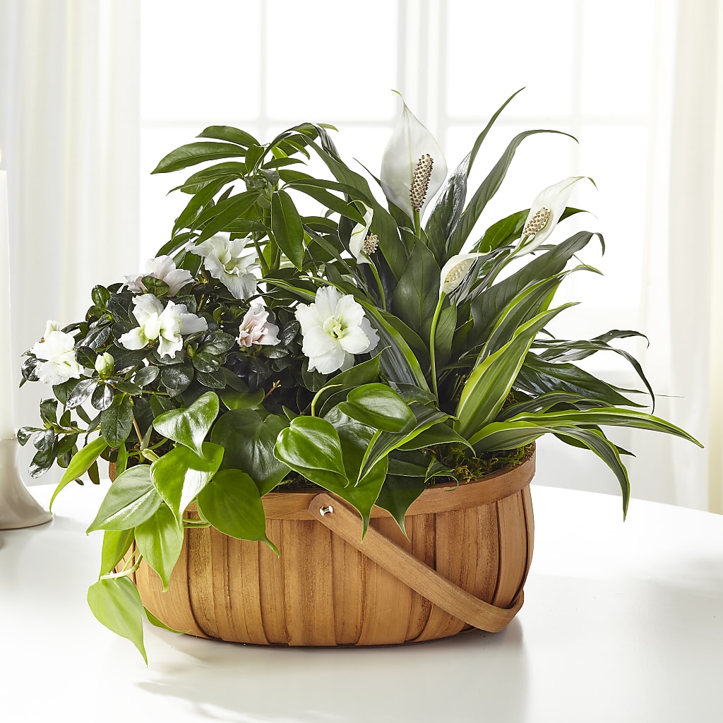 Serene Dishgarden – EUTAW ACCENT FLOWERS & GIFTS, Eutaw AL
