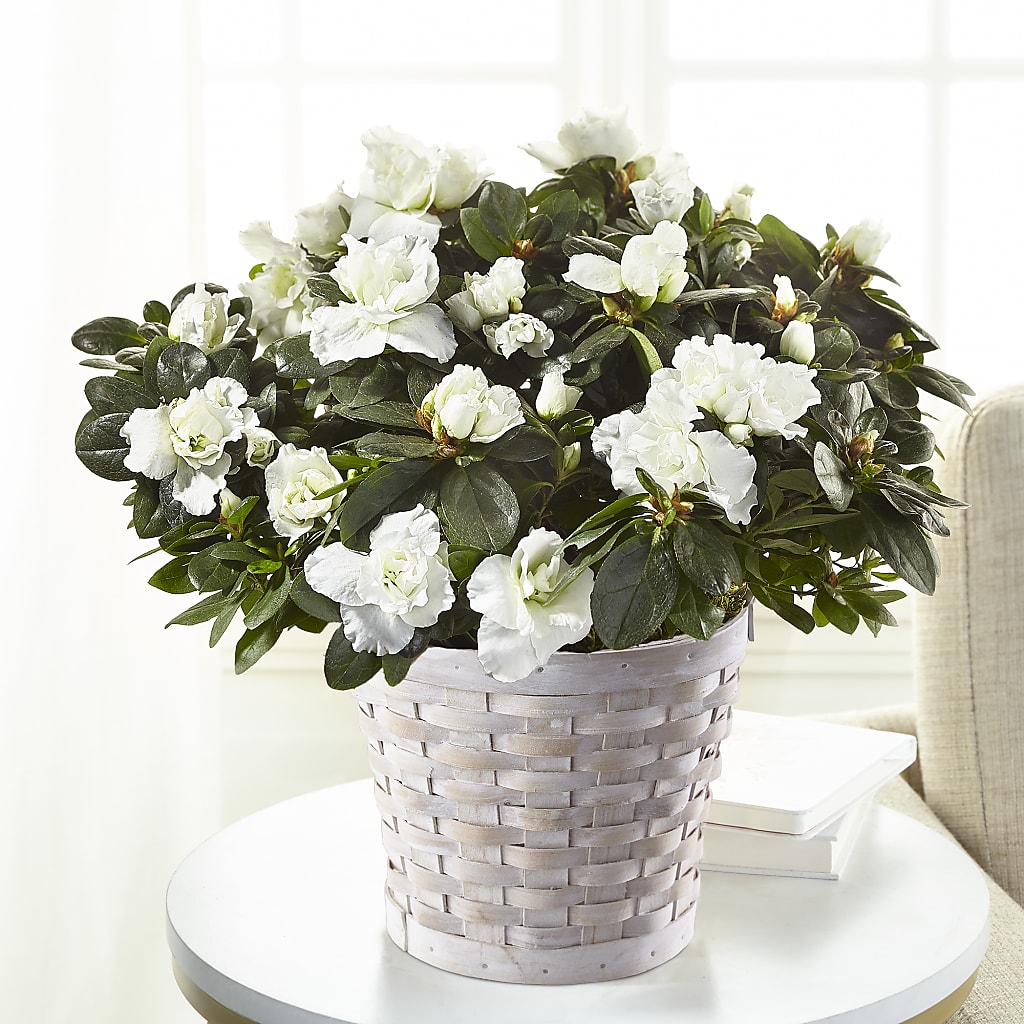 White Azalea Plant – EUTAW ACCENT FLOWERS & GIFTS, Eutaw AL