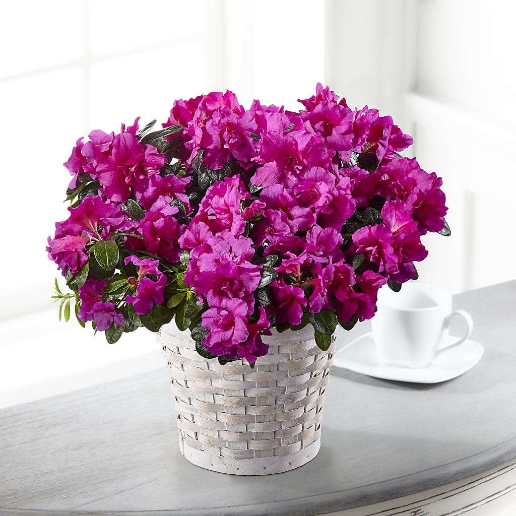 Hope & Serenity Azalea Plant – EUTAW ACCENT FLOWERS & GIFTS, Eutaw AL