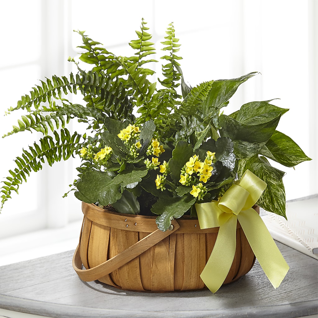Always Dear Dishgarden – EUTAW ACCENT FLOWERS & GIFTS, Eutaw AL
