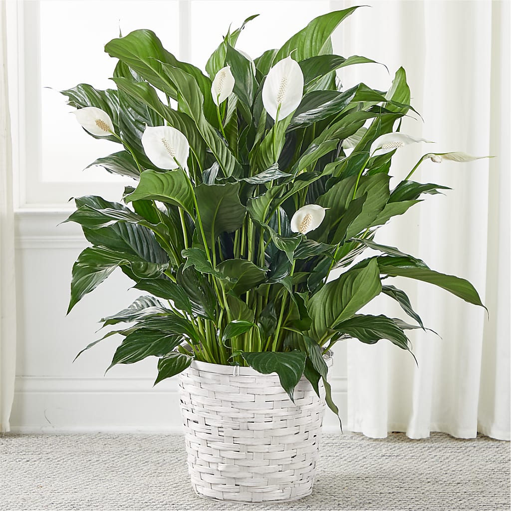 A New Leaf Peace Lily – EUTAW ACCENT FLOWERS & GIFTS, Eutaw AL