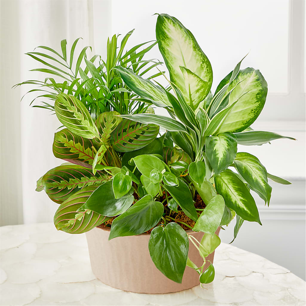Balance & Harmony Dishgarden – EUTAW ACCENT FLOWERS & GIFTS, Eutaw AL