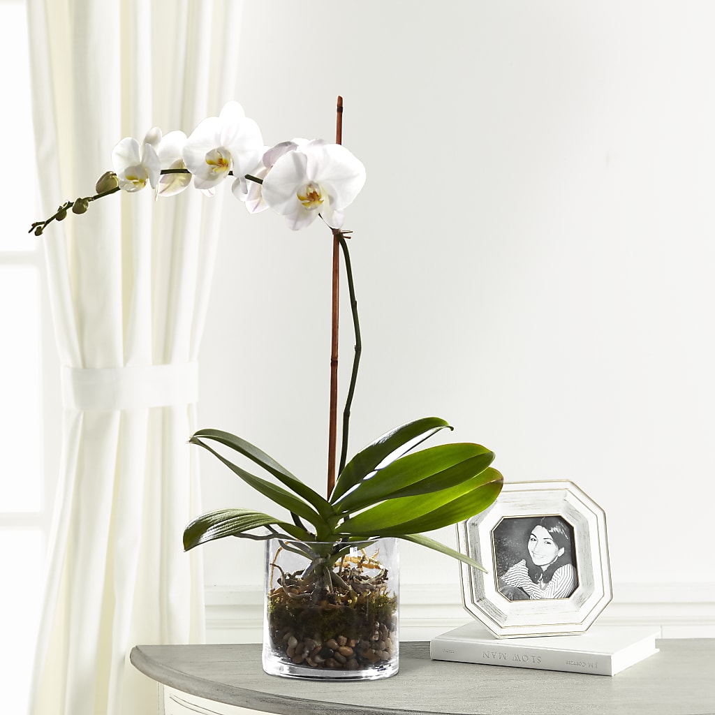 White Orchid Planter – EUTAW ACCENT FLOWERS & GIFTS, Eutaw AL