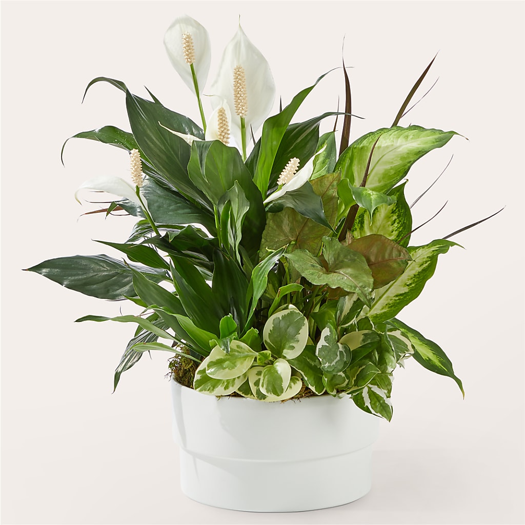 Radiating Positivity Dishgarden – EUTAW ACCENT FLOWERS & GIFTS, Eutaw AL