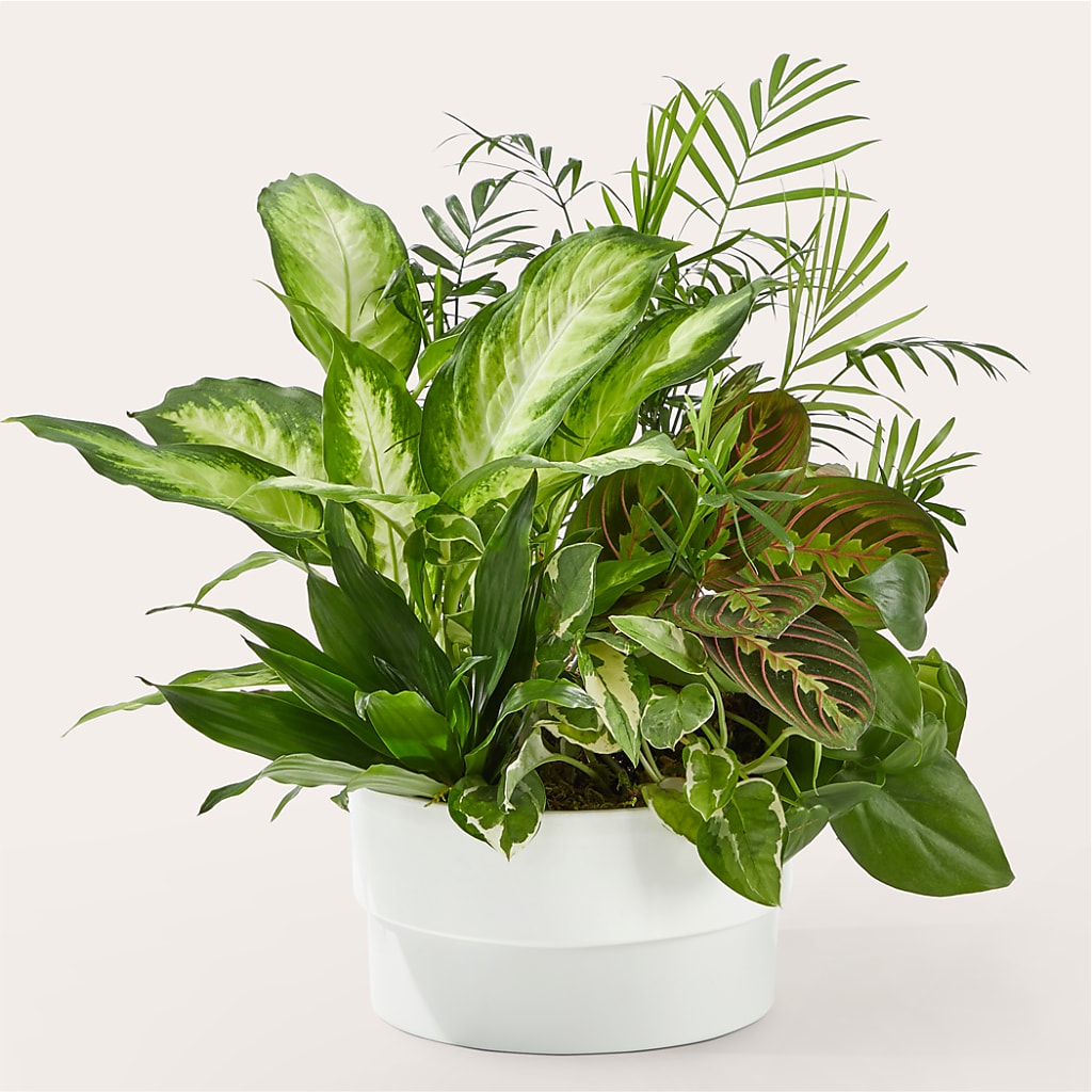 Radiating Positivity Dishgarden – EUTAW ACCENT FLOWERS & GIFTS, Eutaw AL