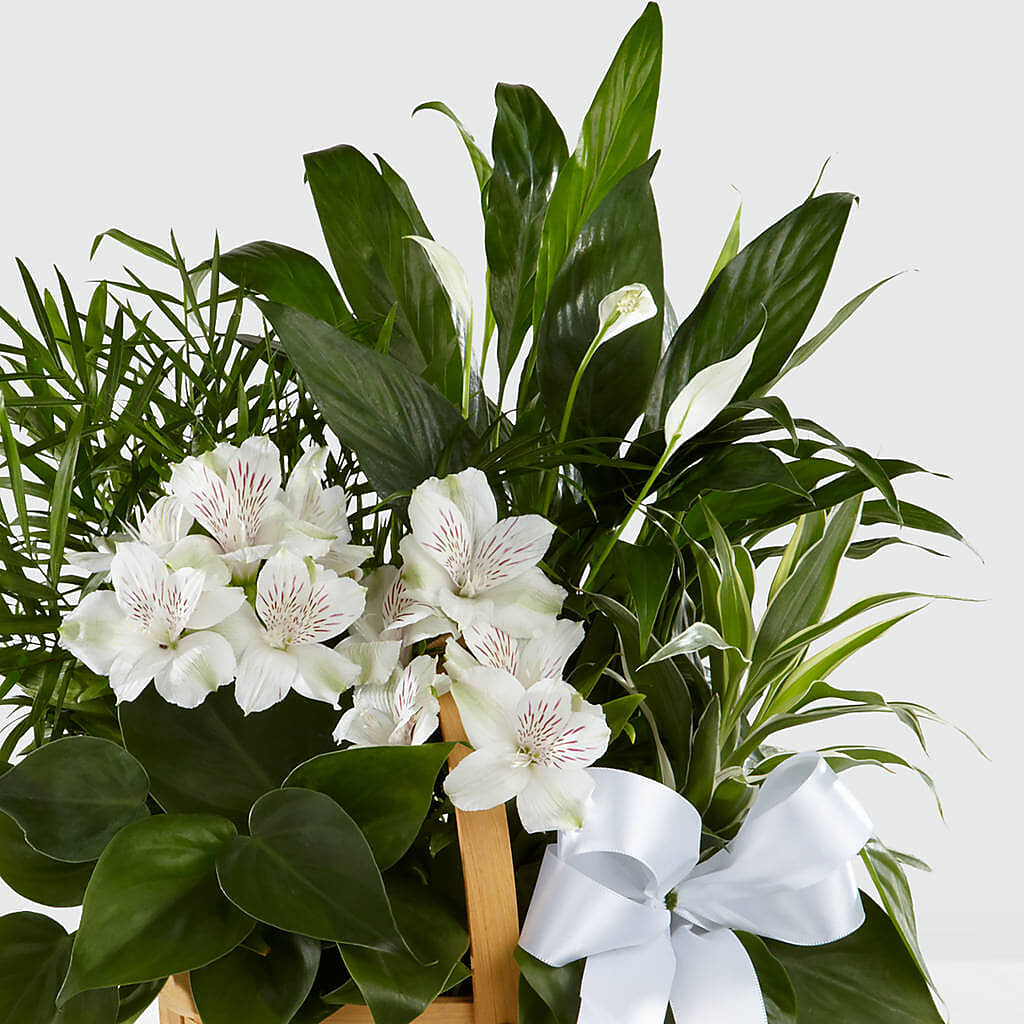 Peace & Serenity Dishgarden – EUTAW ACCENT FLOWERS & GIFTS, Eutaw AL