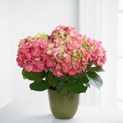 Pink Hydrangea Planter – EUTAW ACCENT FLOWERS & GIFTS, Eutaw AL