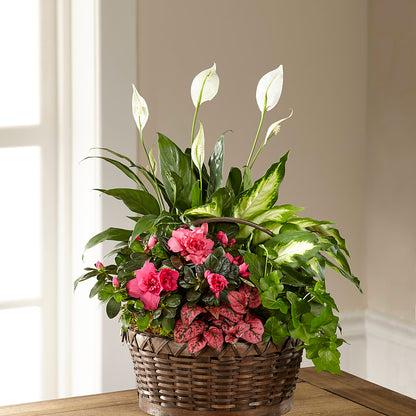 Dream in Pink Dishgarden – EUTAW ACCENT FLOWERS & GIFTS, Eutaw AL