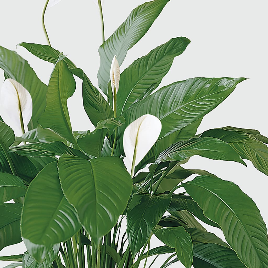 Tranquil Moments Peace Lily Plant – EUTAW ACCENT FLOWERS & GIFTS, Eutaw AL