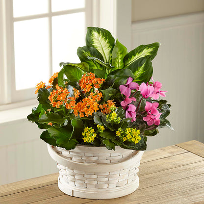 Color Crush Dishgarden – EUTAW ACCENT FLOWERS & GIFTS, Eutaw AL