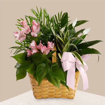 Living Spirit Dishgarden – EUTAW ACCENT FLOWERS & GIFTS, Eutaw AL