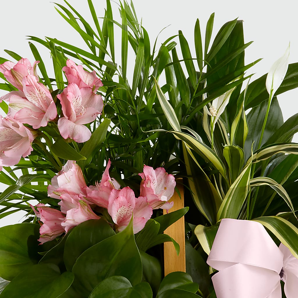 Living Spirit Dishgarden – EUTAW ACCENT FLOWERS & GIFTS, Eutaw AL