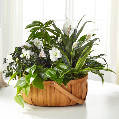 Serene Dishgarden – EUTAW ACCENT FLOWERS & GIFTS, Eutaw AL