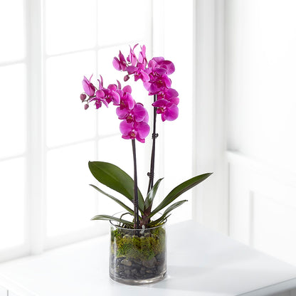 Pink Orchid Plant – EUTAW ACCENT FLOWERS & GIFTS, Eutaw AL
