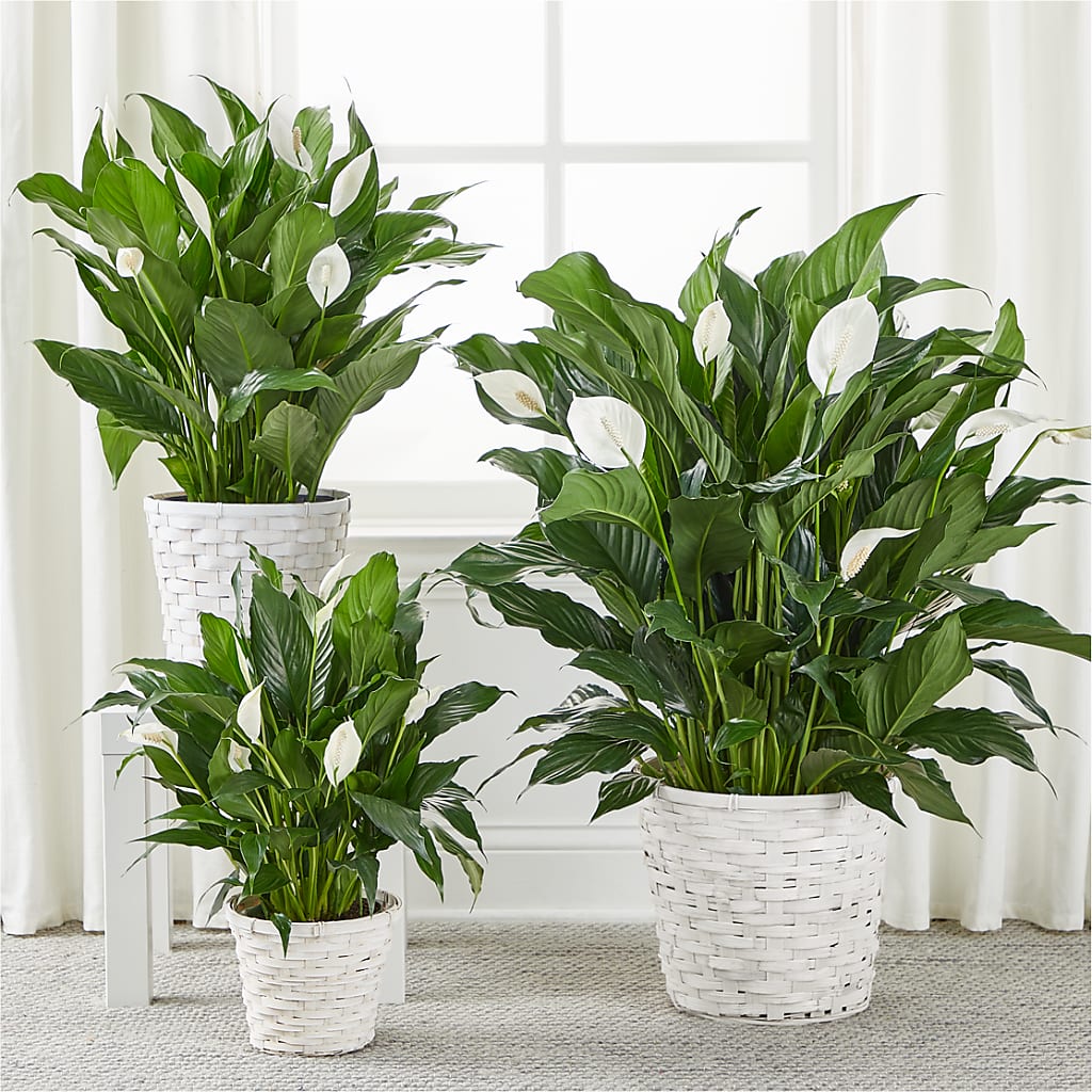 A New Leaf Peace Lily – EUTAW ACCENT FLOWERS & GIFTS, Eutaw AL