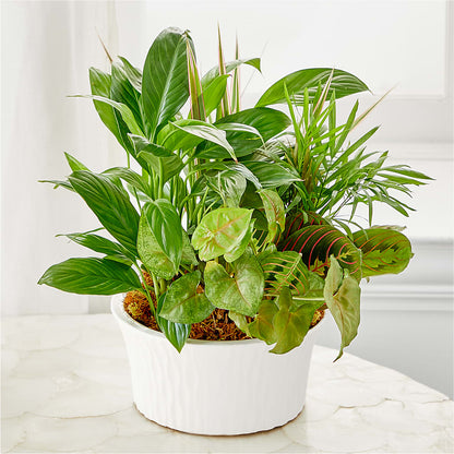 Balance & Harmony Dishgarden – EUTAW ACCENT FLOWERS & GIFTS, Eutaw AL