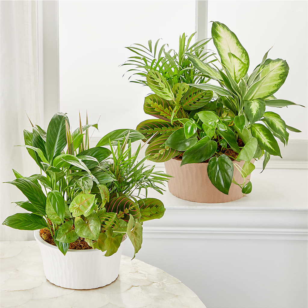Balance & Harmony Dishgarden – EUTAW ACCENT FLOWERS & GIFTS, Eutaw AL