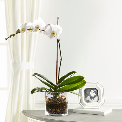 White Orchid Planter – EUTAW ACCENT FLOWERS & GIFTS, Eutaw AL