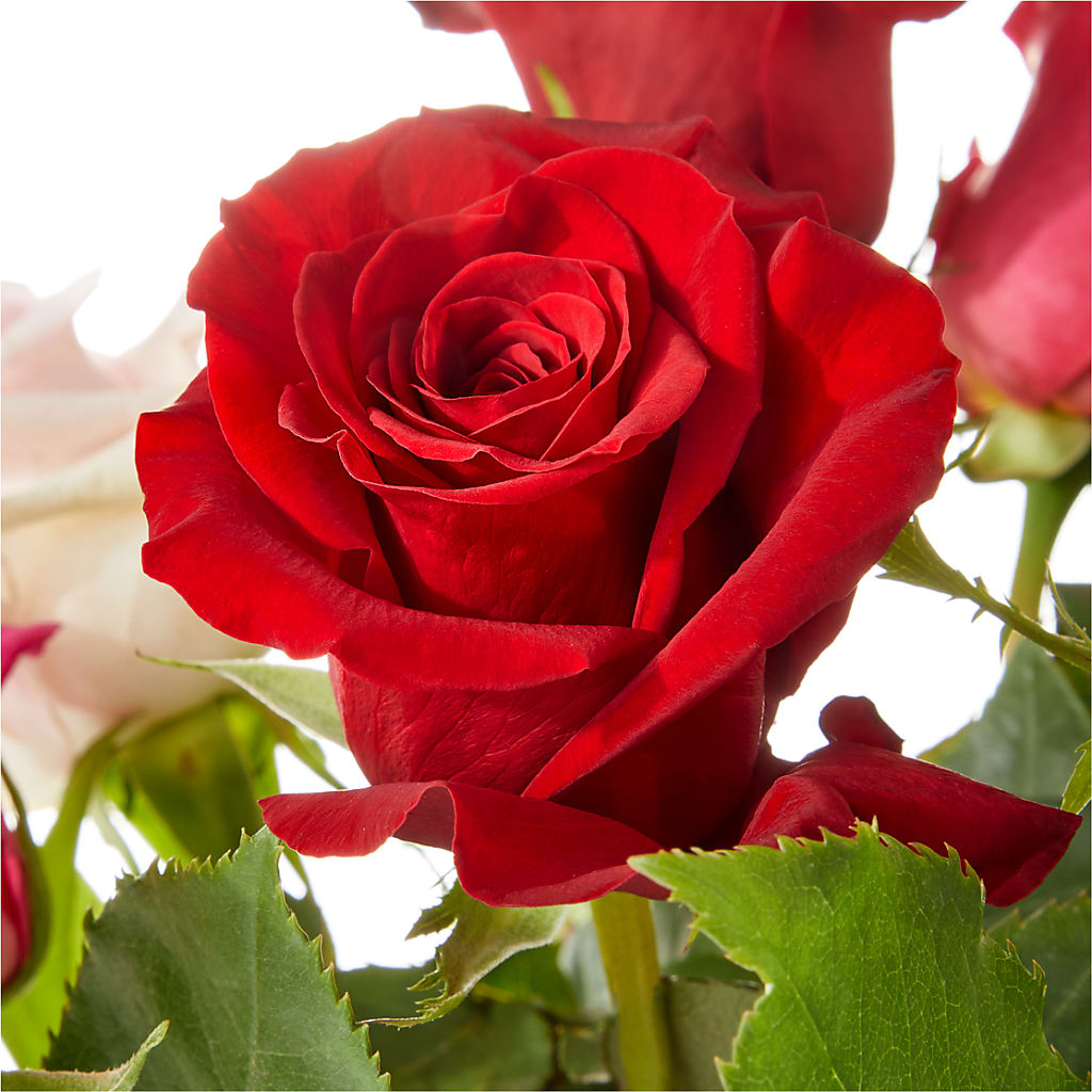 Love Notes Rose Bouquet – EUTAW ACCENT FLOWERS & GIFTS, Eutaw AL